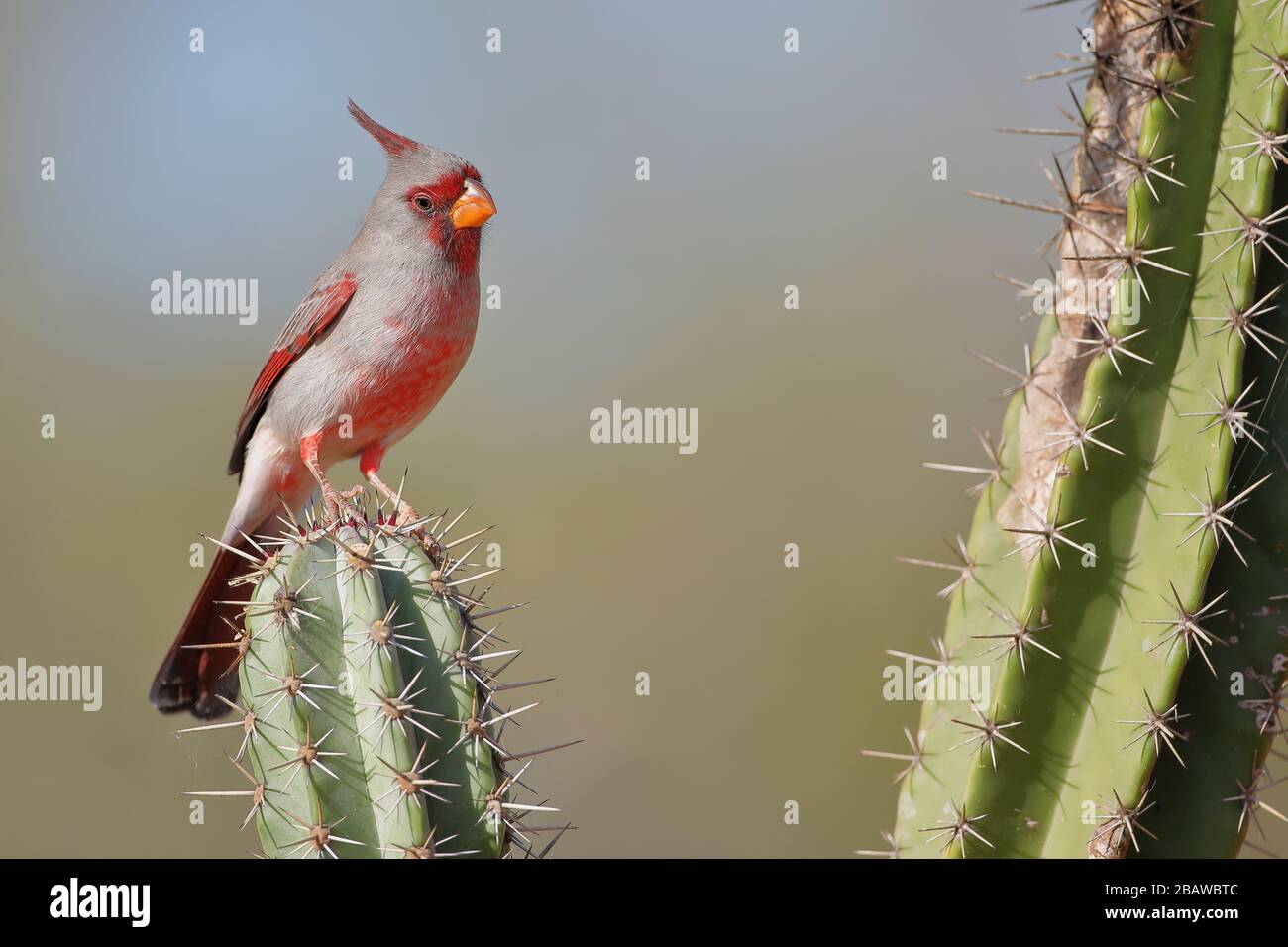 Pyrrhuloxia (Cardinalis sinuatus) male perched, South Texas, USA Stock Photo