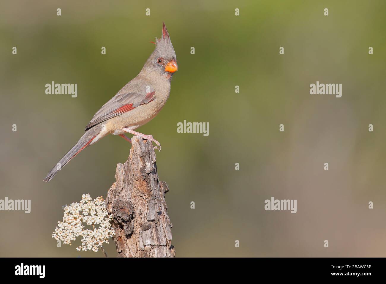 Pyrrhuloxia (Cardinalis sinuatus) female perched, South Texas, USA Stock Photo