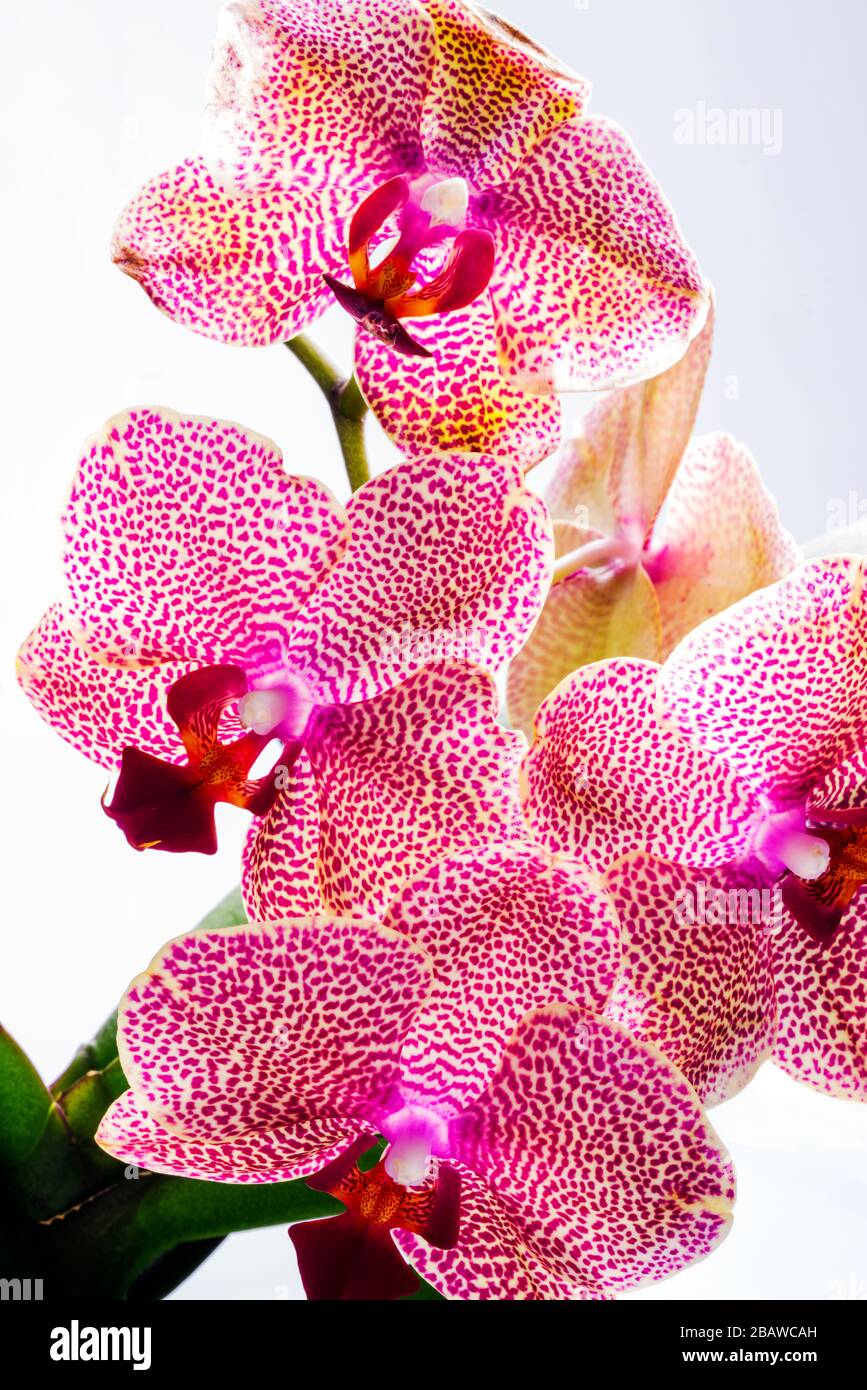 Close-up of blooming Orchid flower; Orchidaceae; one of the two largest family of flowering plants Stock Photo