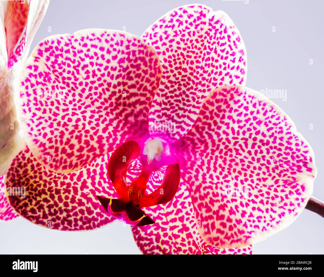 Close-up of blooming Orchid flower; Orchidaceae; one of the two largest family of flowering plants Stock Photo