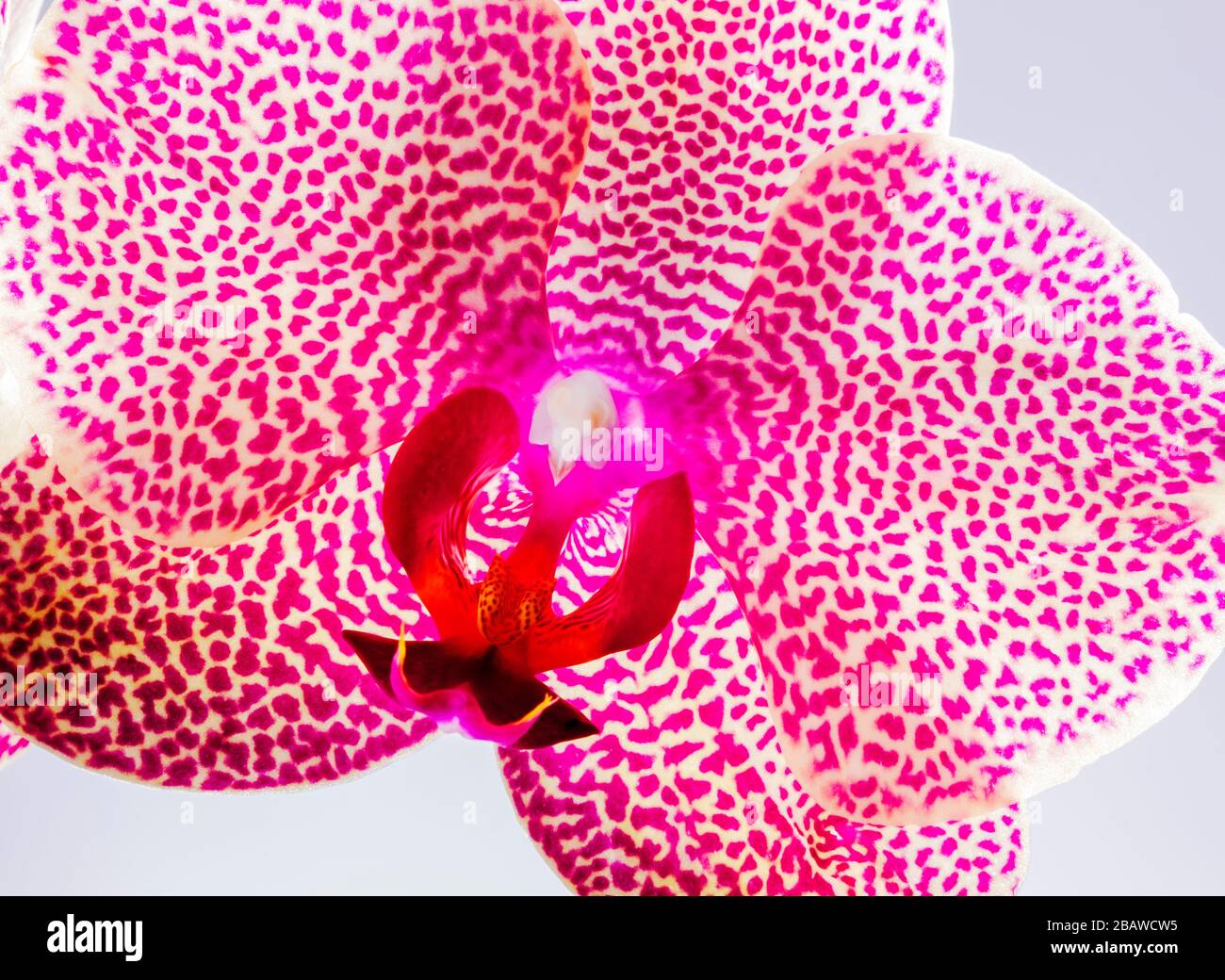 Close-up of blooming Orchid flower; Orchidaceae; one of the two largest family of flowering plants Stock Photo
