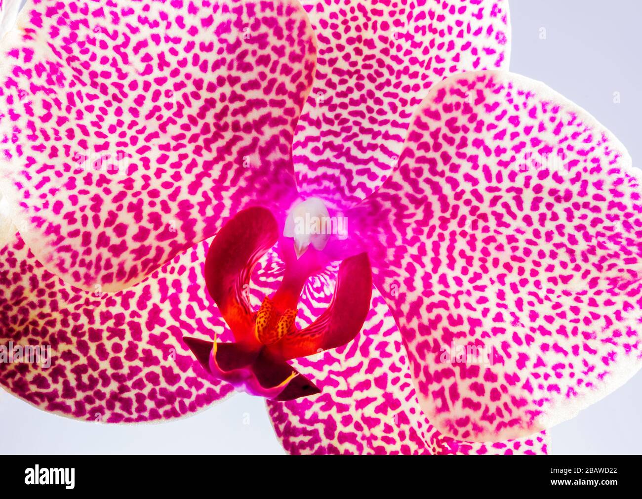 Close-up of blooming Orchid flower; Orchidaceae; one of the two largest family of flowering plants Stock Photo