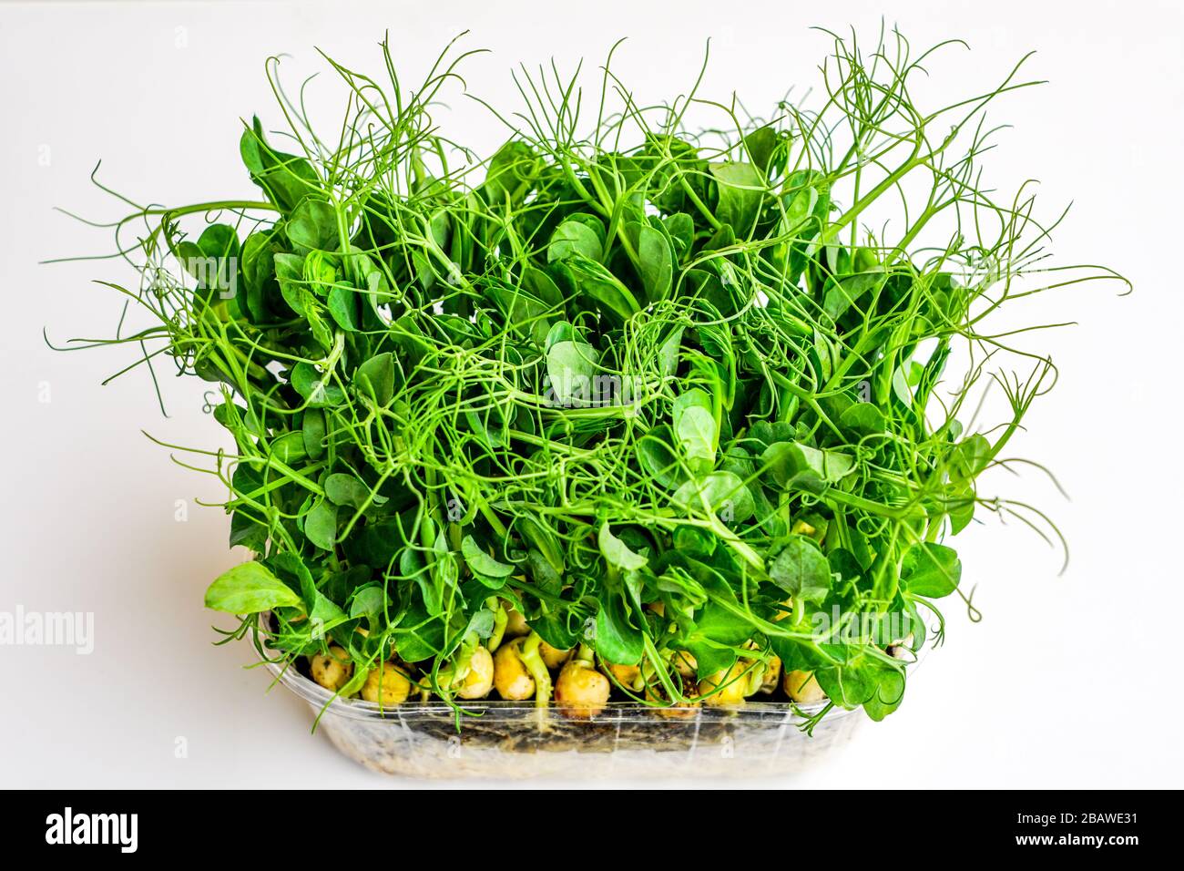 bunch of green pea sprouts growing in pot for microgreens Stock Photo