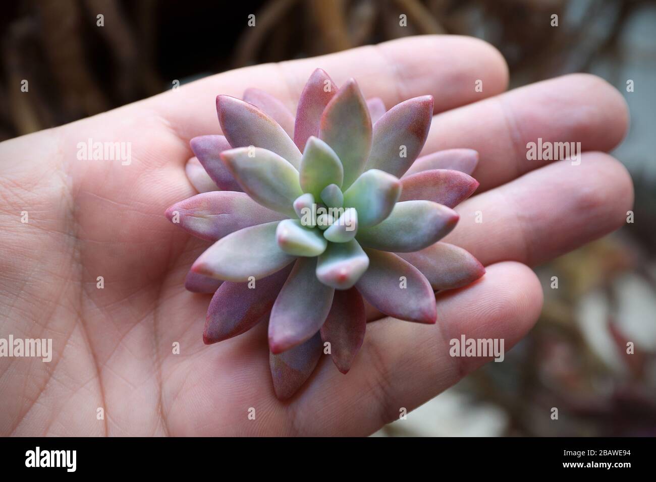 The bluefrosted leaves, arranged in rosettes, decorate the genus of
