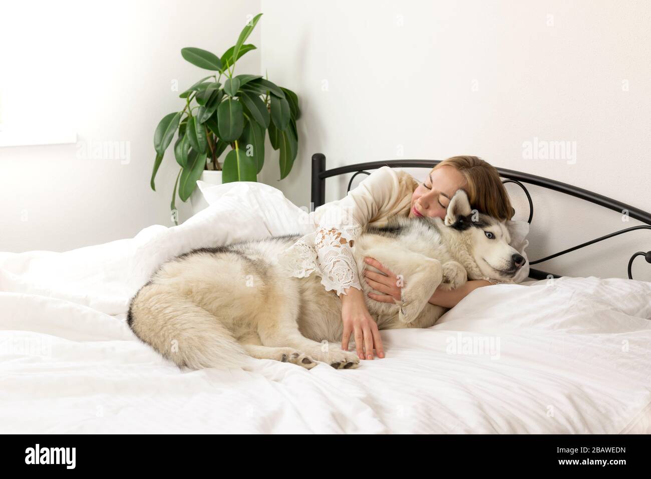young smiling woman with blond hair in a light clothes lies on a white bed with a pet. spends time at home with her dog of the Siberian Husky breed. l Stock Photo