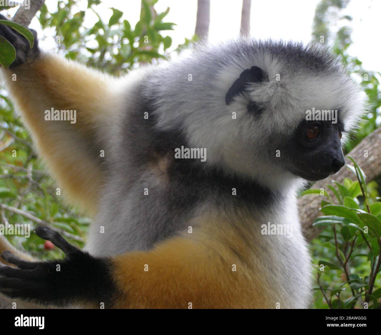 Propithecus diadema English: Photo taken in Mantadia National Park,  Madagascar.; April 2006; en:Image:Diademed closeup.jpg uploaded by  en:User:Anlace on English Wikipedia on 9th June 2006.; C. Michael Hogan -  all rights released to