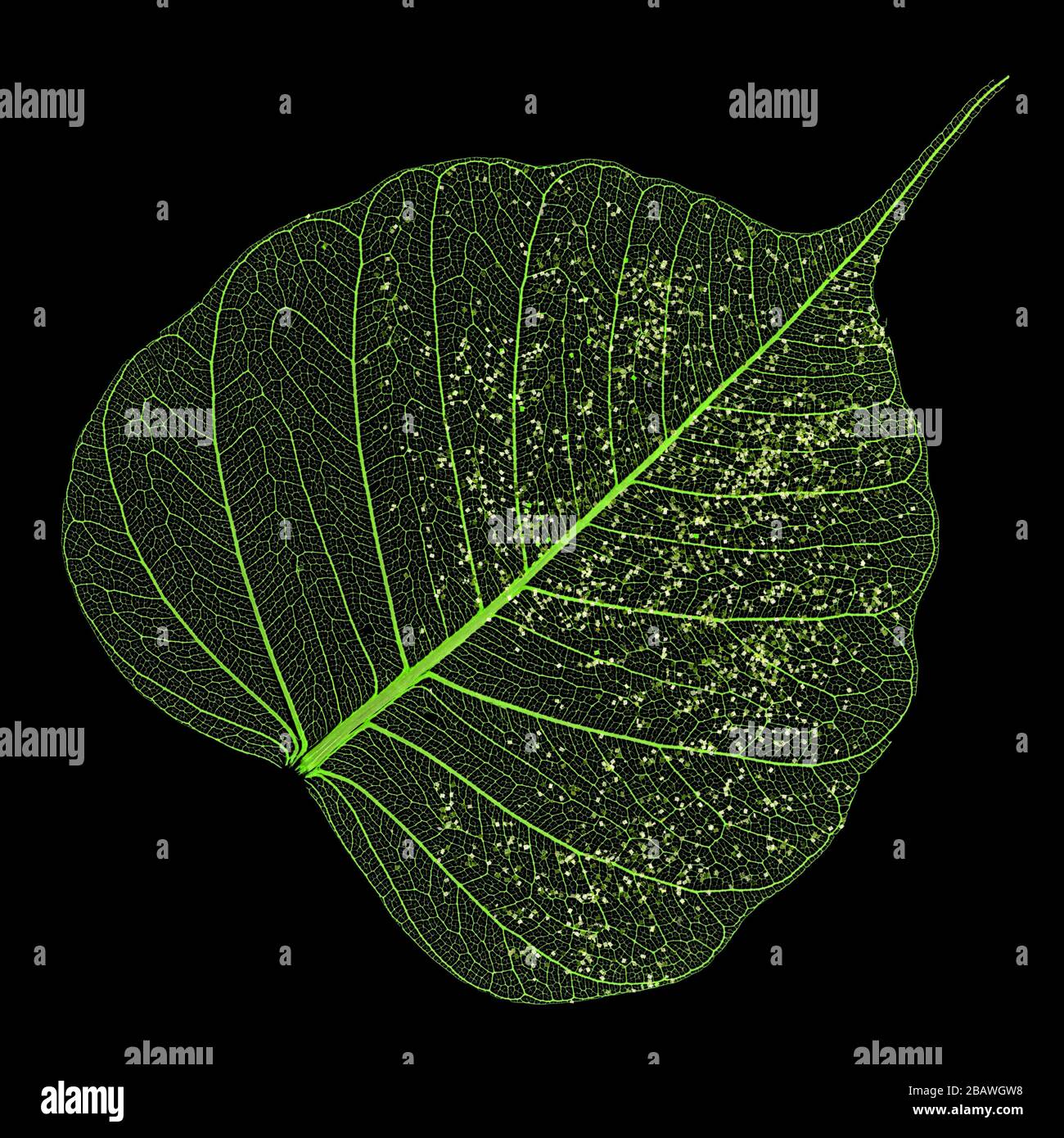 Single skeleton leaf isolated on black background Stock Photo