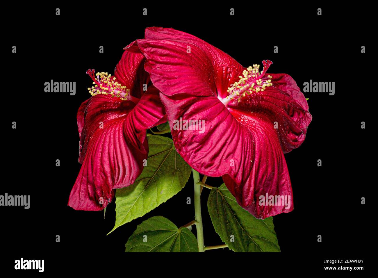 Two blooming flowers of hibiscus, isolated on black background Stock Photo