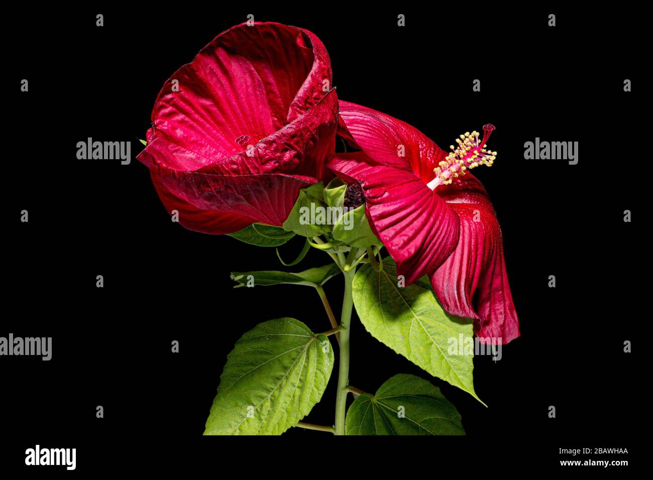 Two blooming flowers of hibiscus, isolated on black background Stock Photo