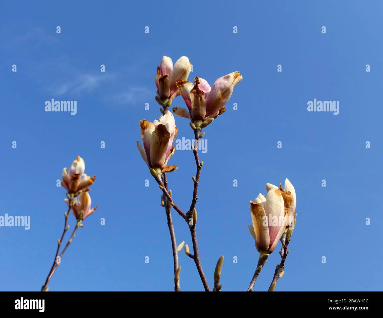 Frost damage to a magnolia tree Stock Photo Alamy