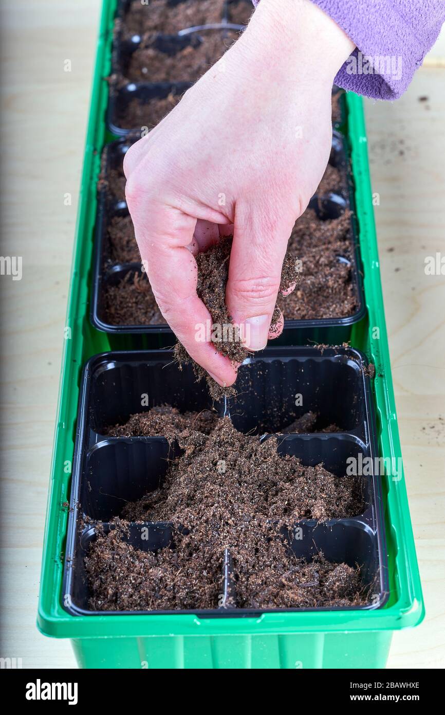Filling small plastic compartments by hand with a soil in oder to plant some sees. Stock Photo
