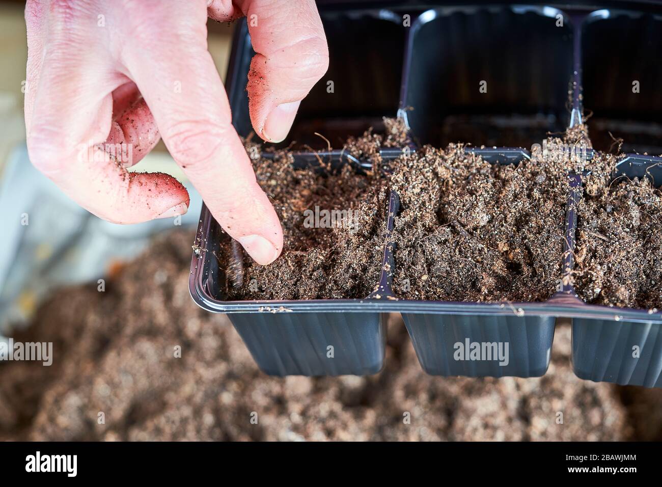 Filling small plastic compartments by hand with a soil in oder to plant some sees. Stock Photo