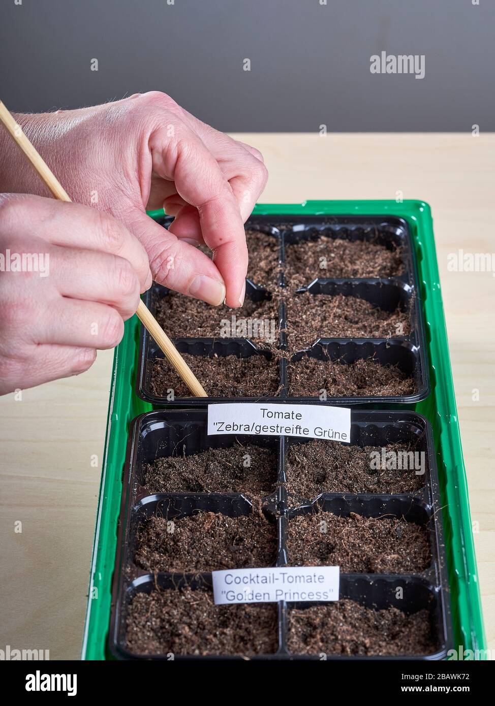 A tomato seed is held between fingers and is ready to be dropped into the soil. Stock Photo