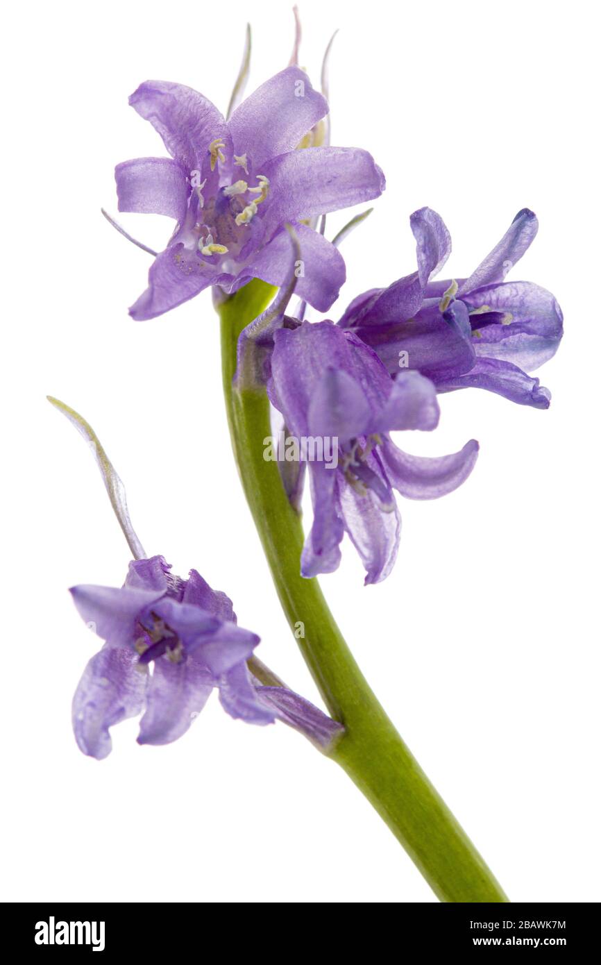 Flower of wild hyacinth, lat. Hyacinthoides hispanica, isolated on white background Stock Photo