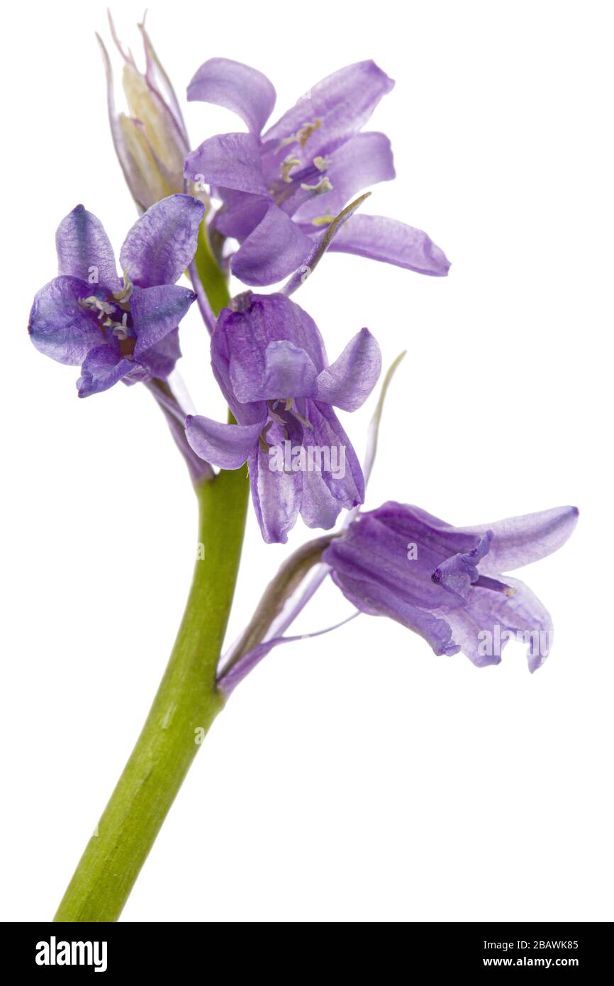 Flower of wild hyacinth, lat. Hyacinthoides hispanica, isolated on white background Stock Photo