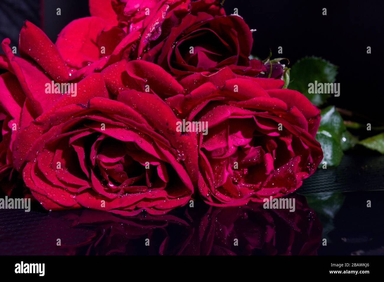 Red rose petals and drops of water. Lush red roses on a black ...