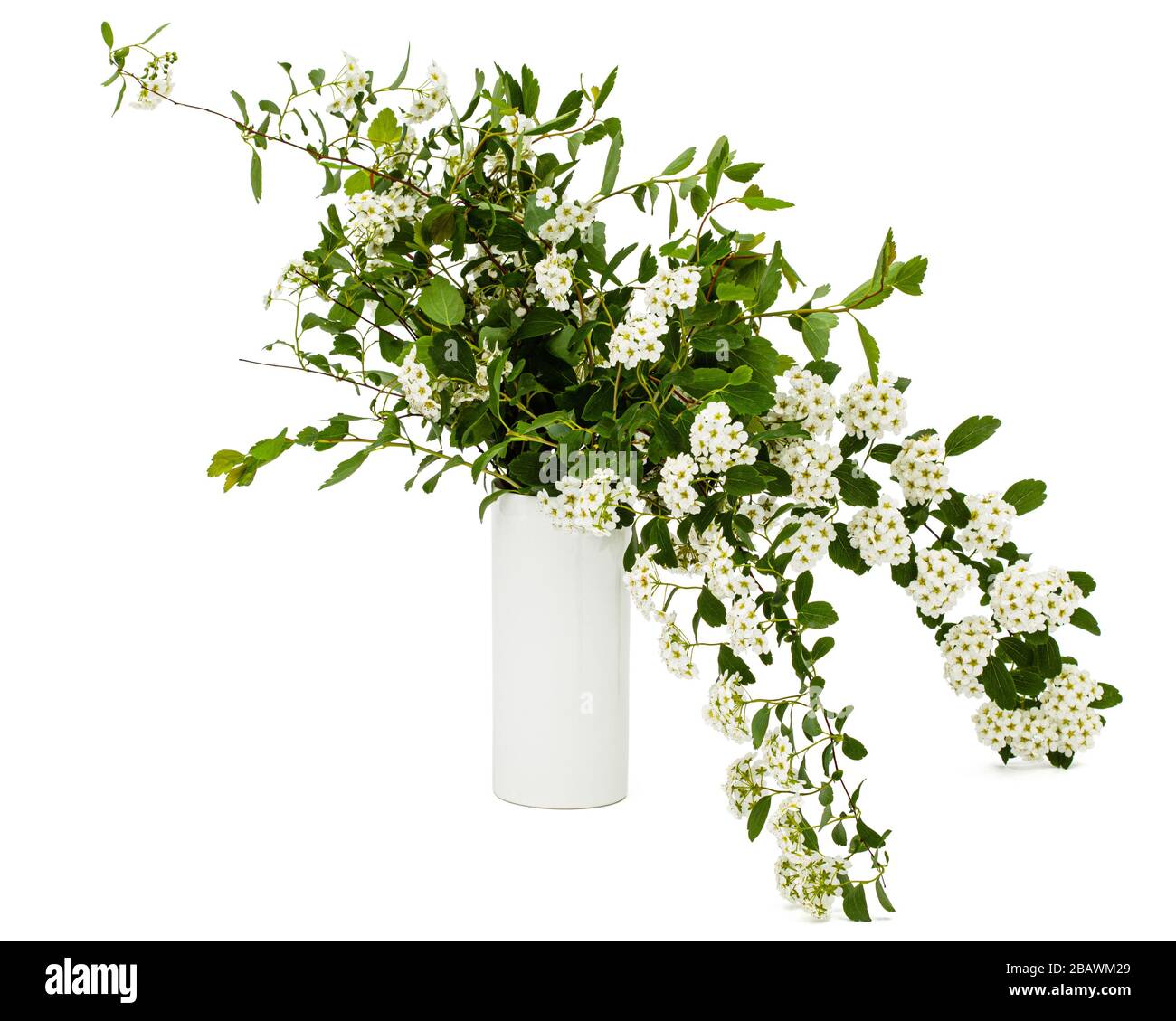 Bouquet of flowering twigs spirea in a vase, isolated on white background Stock Photo