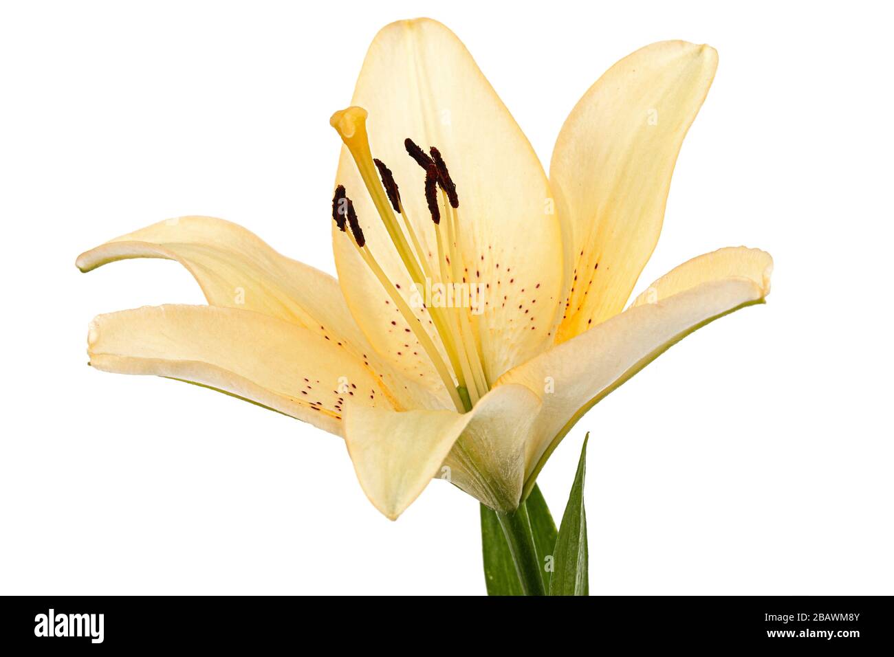 Flower of cream lily, isolated on white background Stock Photo - Alamy