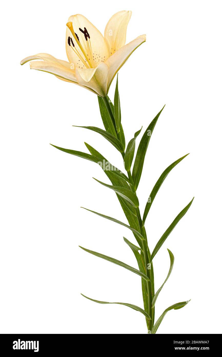 Flower of cream lily, isolated on white background Stock Photo - Alamy