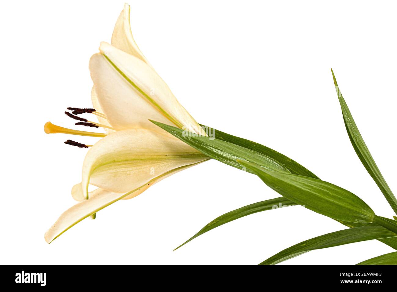 Flower of cream lily, isolated on white background Stock Photo - Alamy