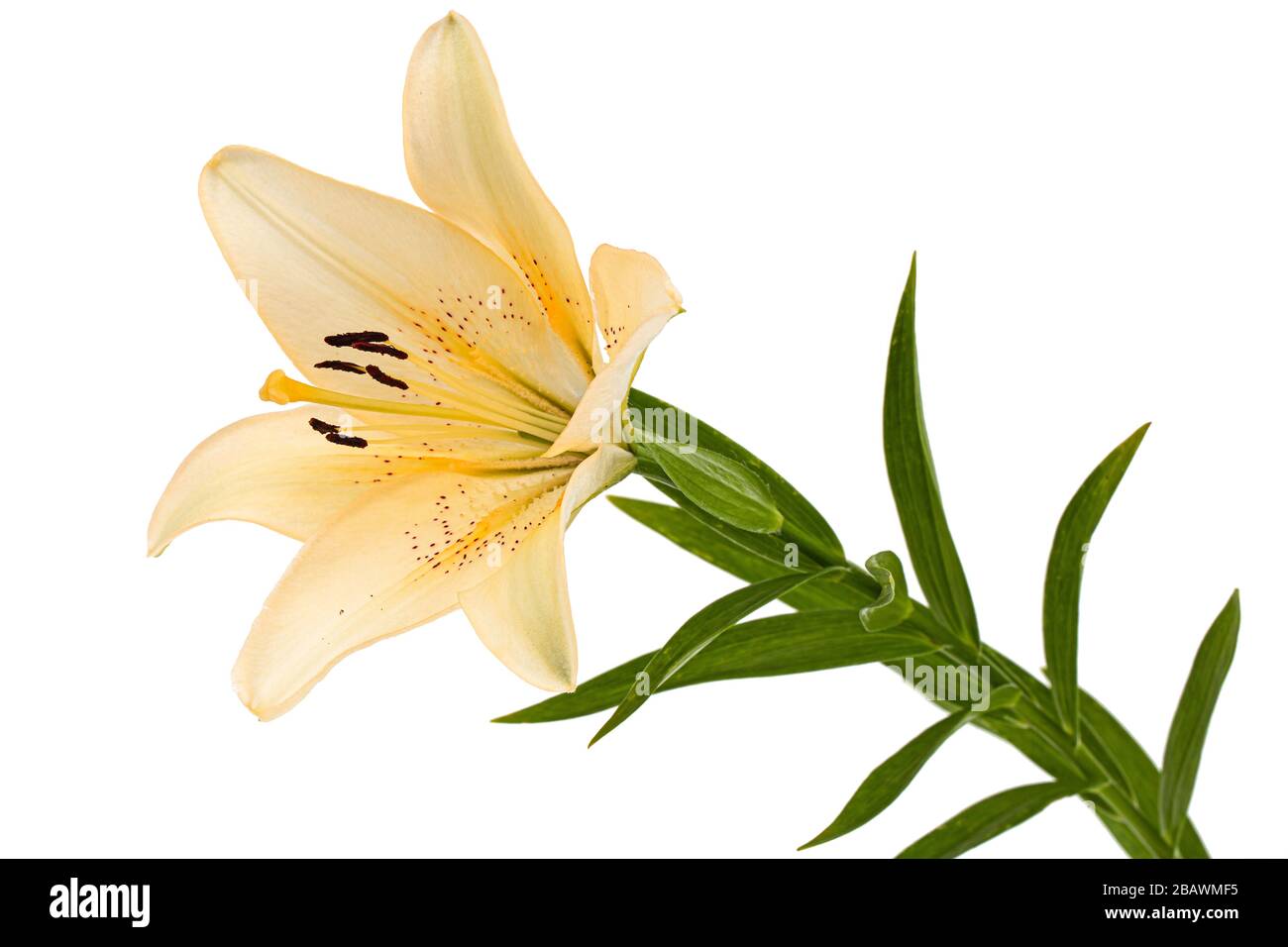 Flower of cream lily, isolated on white background Stock Photo - Alamy