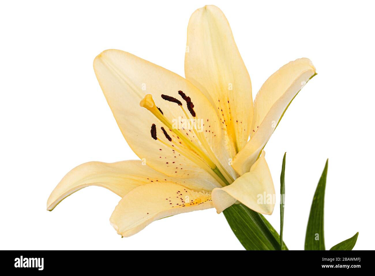 Flower of cream lily, isolated on white background Stock Photo - Alamy