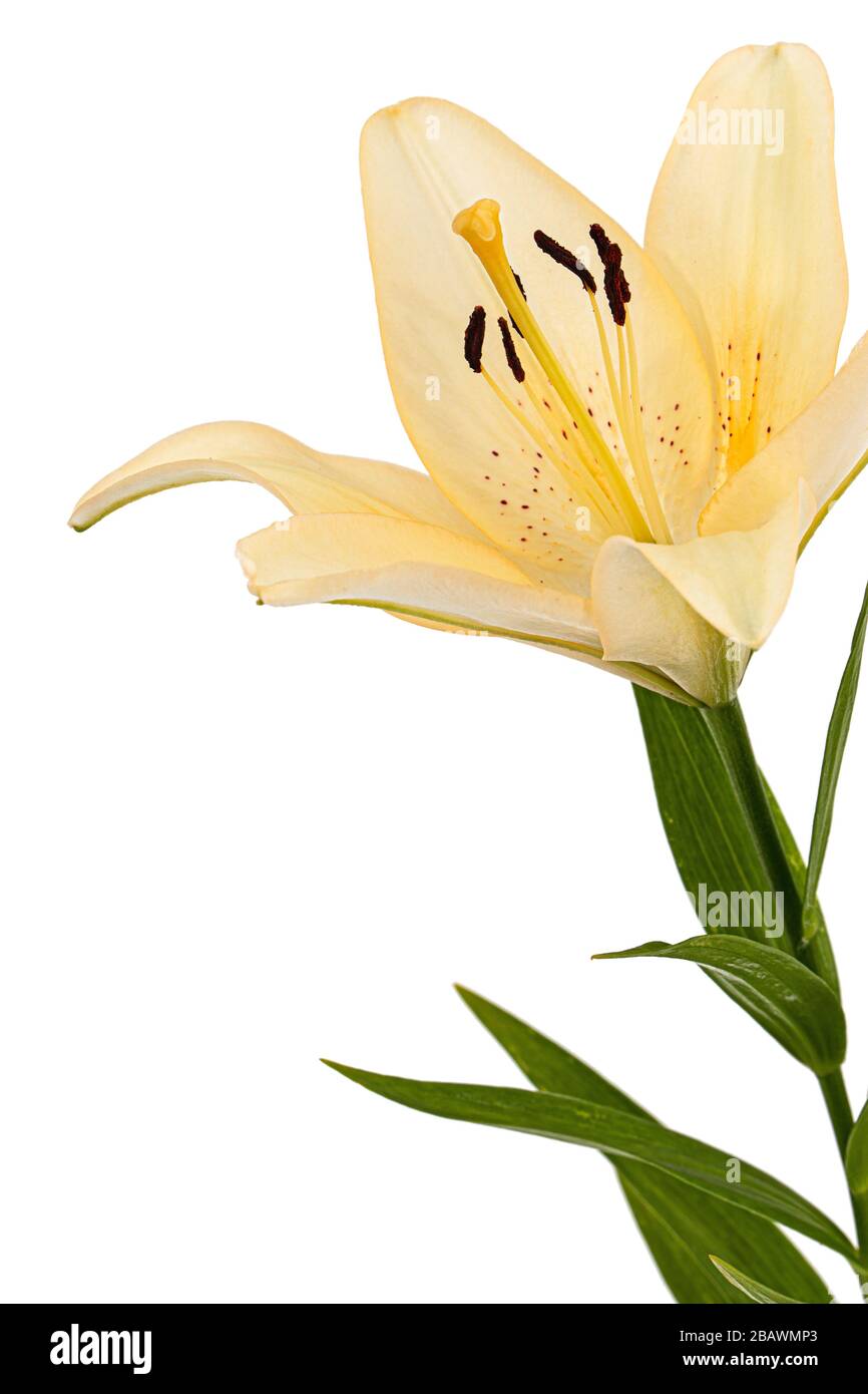 Flower of cream lily, isolated on white background Stock Photo - Alamy