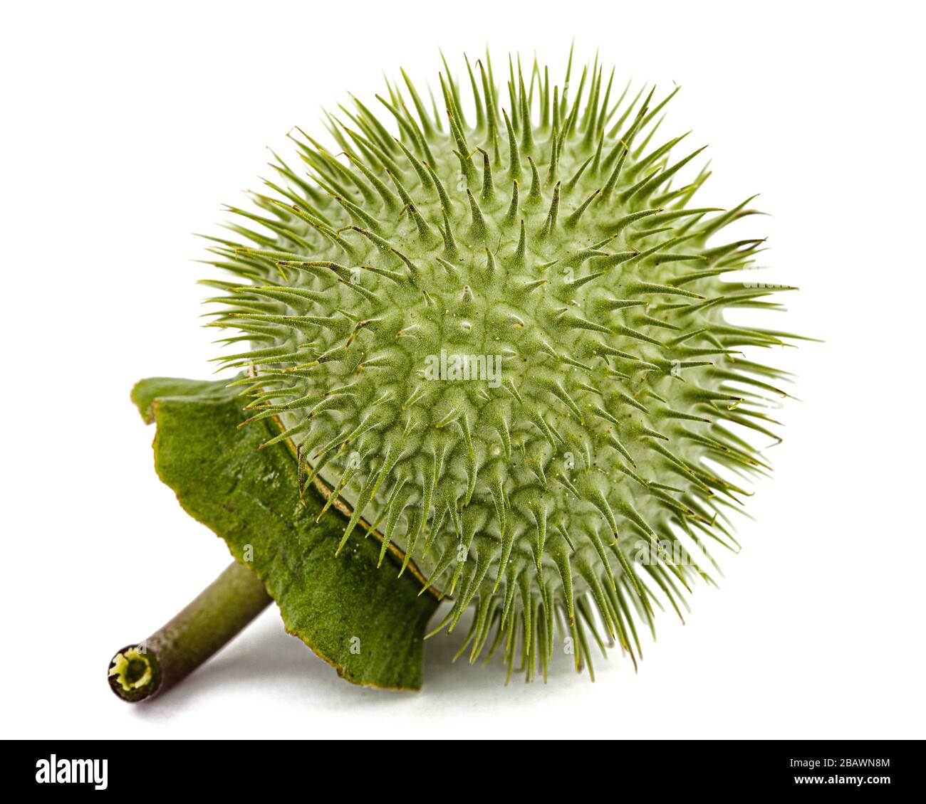 Datura Fruit Spiny Capsule With Seeds Jimsonweed Dope Stramonium Thorn Apple Devil S Weed Hell S Bells Isolated On White Background Stock Photo Alamy Datura Fruit Spiny Capsule With Seeds Jimsonweed Dope Stramonium Thorn Apple Devil S Weed Hell S Bells Isolated On White Background Stock Photo Alamy