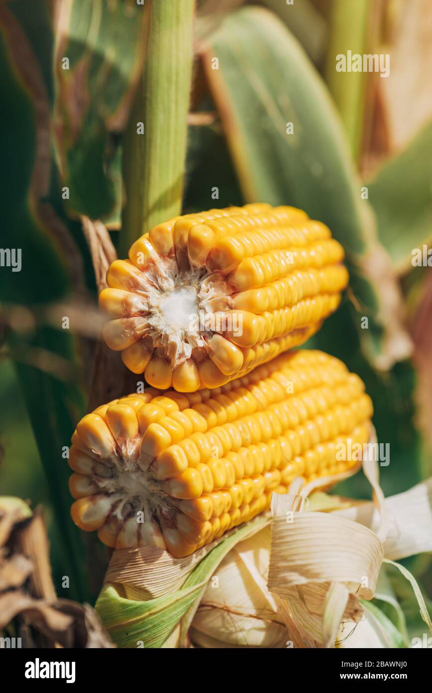 Corn cross section hi-res stock photography and images - Alamy