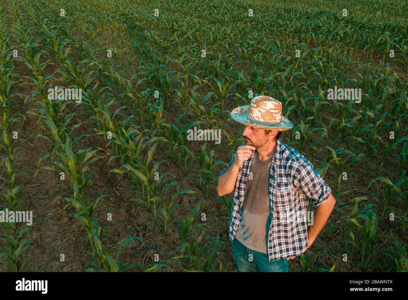 Tired exhausted farmer standing in cultivated sorghum field looking over the crops in his sweaty shirt after hardworking agricultural activity Stock Photo