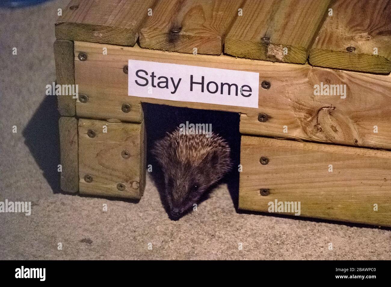 Hedgehog stays home during the 2020 Covid-19 (corona virus) Lock down Stock Photo