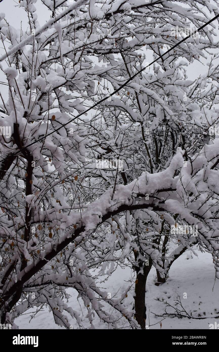 Wallpaper with branches in snow hi-res stock photography and images - Alamy