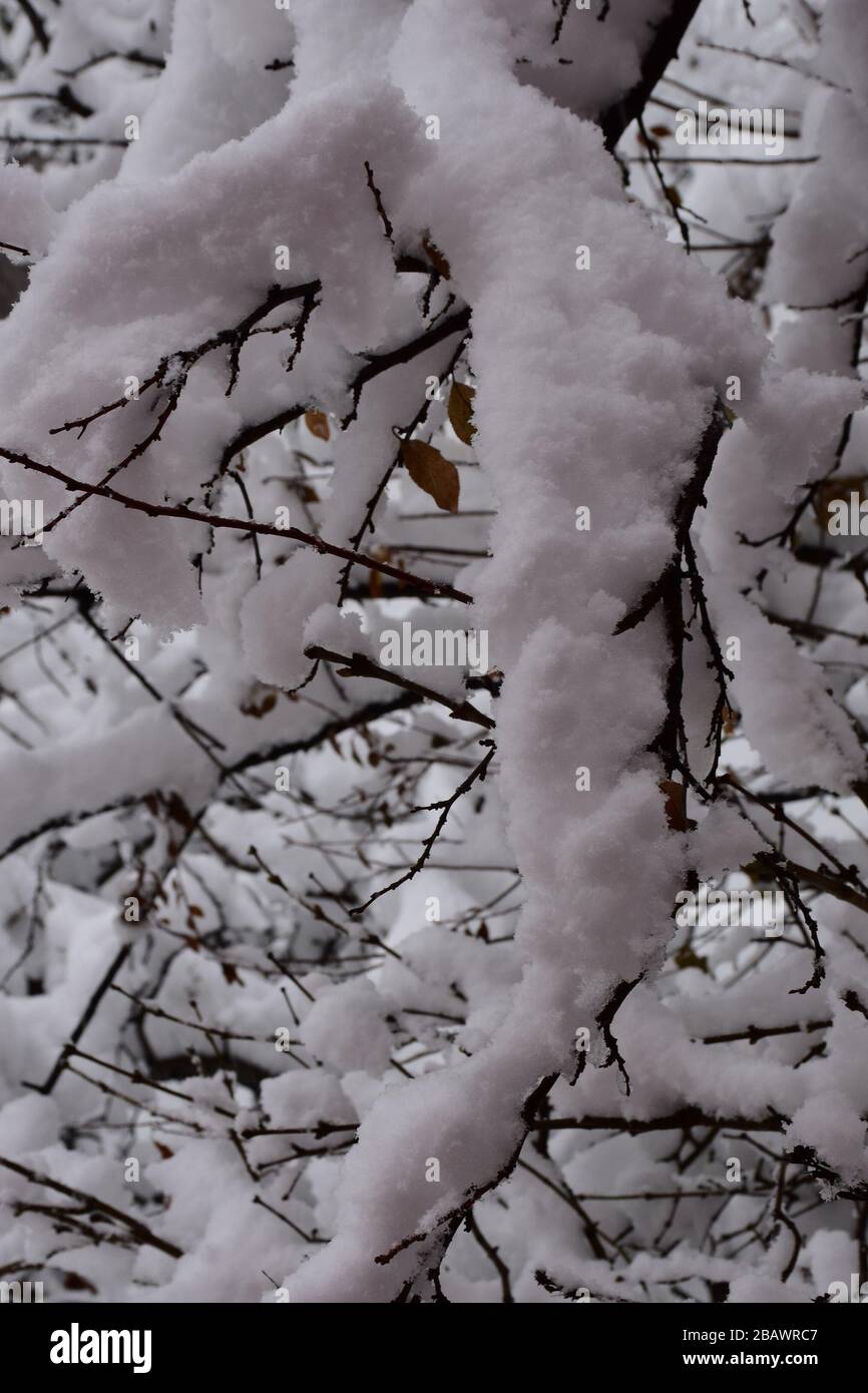 Background, thick layer of snow on thin branches Stock Photo