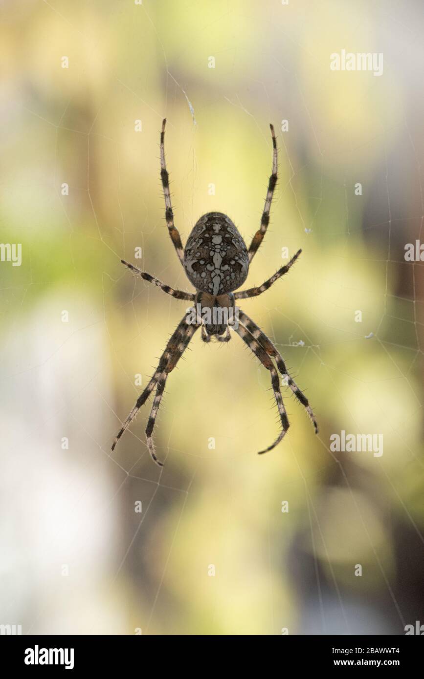 Black Spider With White Stripe Down Back