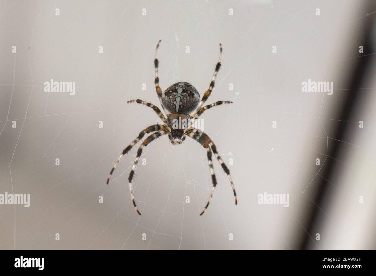 Black spider with white stripes outlet