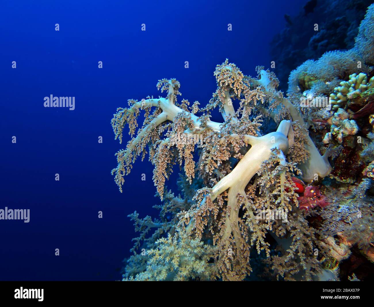 Brokkoli-Koralle oder Kenia-Bäumchen (Lithophytum arboreum) Stock Photo