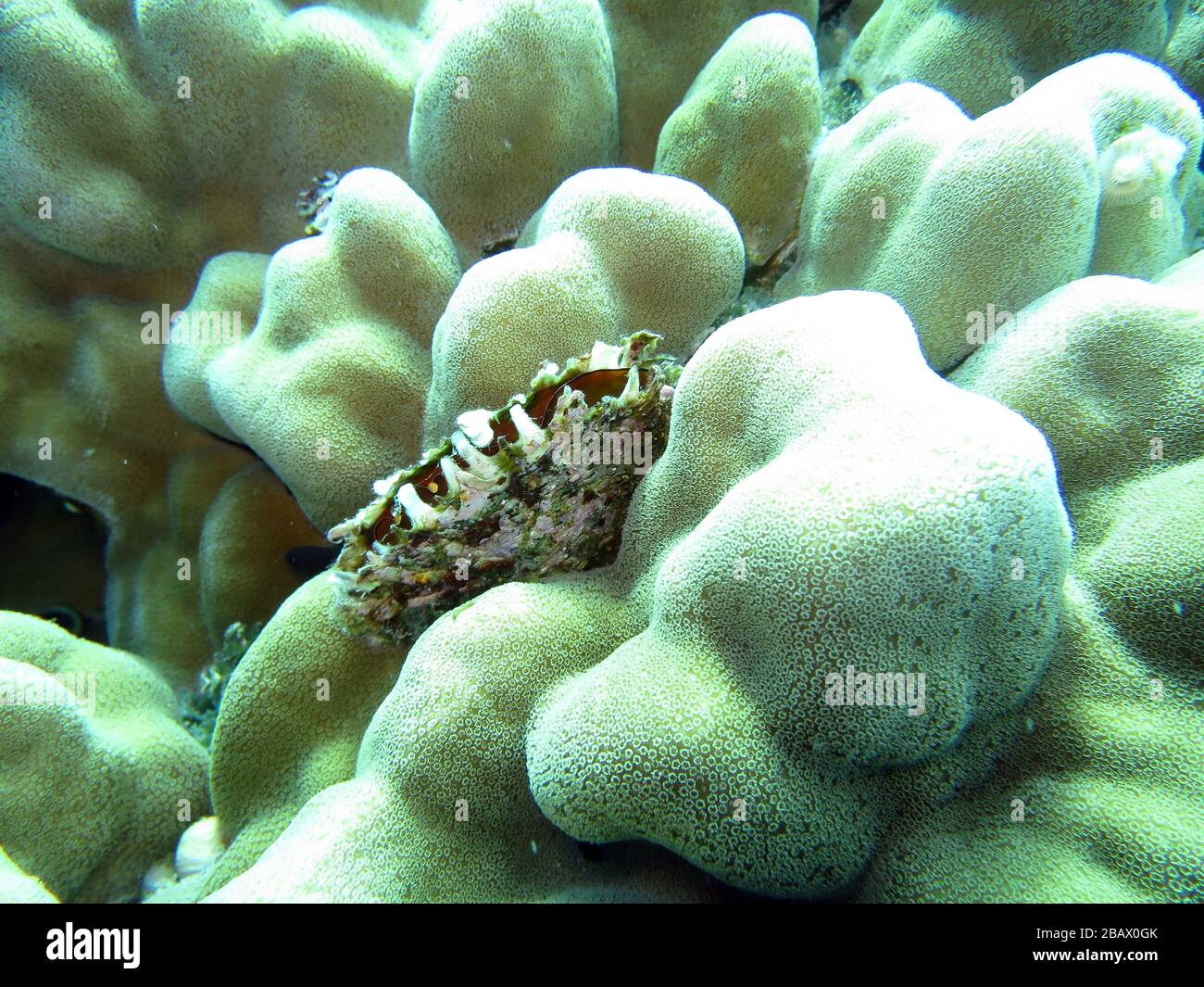 Perlmuschel High Resolution Stock Photography And Images Alamy