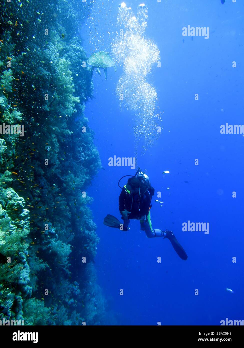Taucher im Korallenriff, Rotes Meer, Ägypten Stock Photo