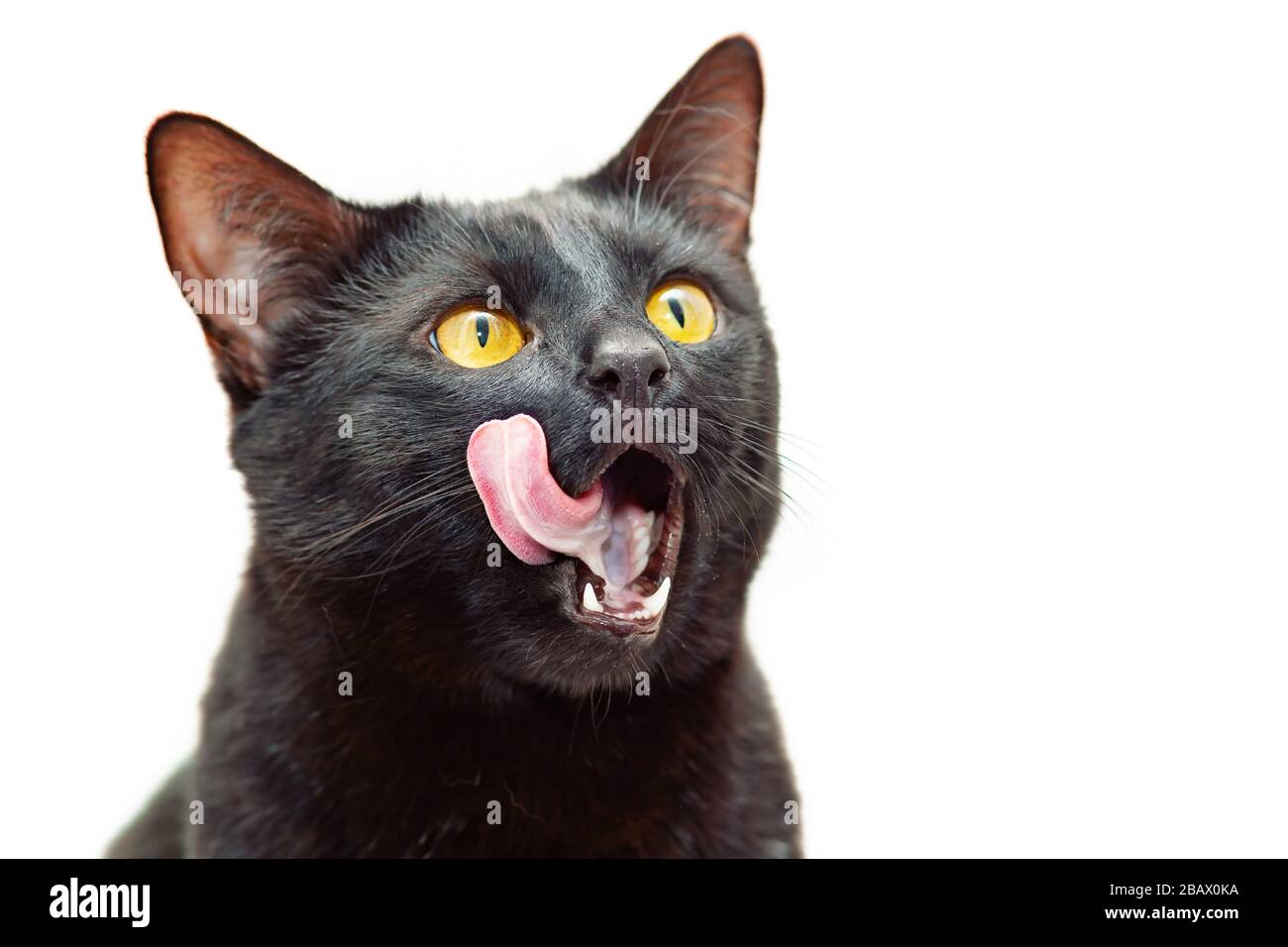 The black cat opened his mouth wide and licked its tongue. Stock Photo