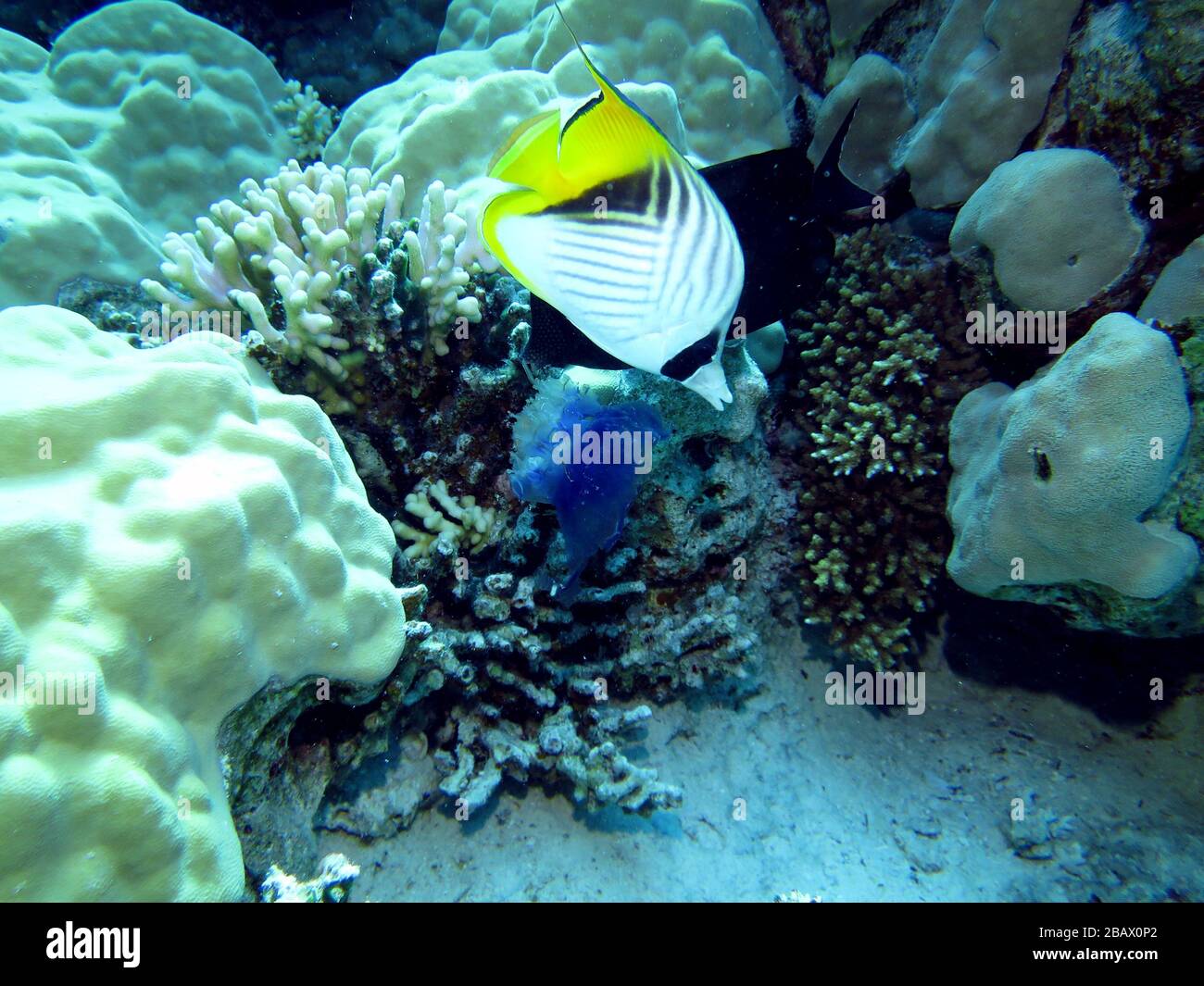 Fähnchen-Falterfisch (Chaetodon auriga) und Kronenqualle Netrostoma setouchina, Ägypten Stock Photo