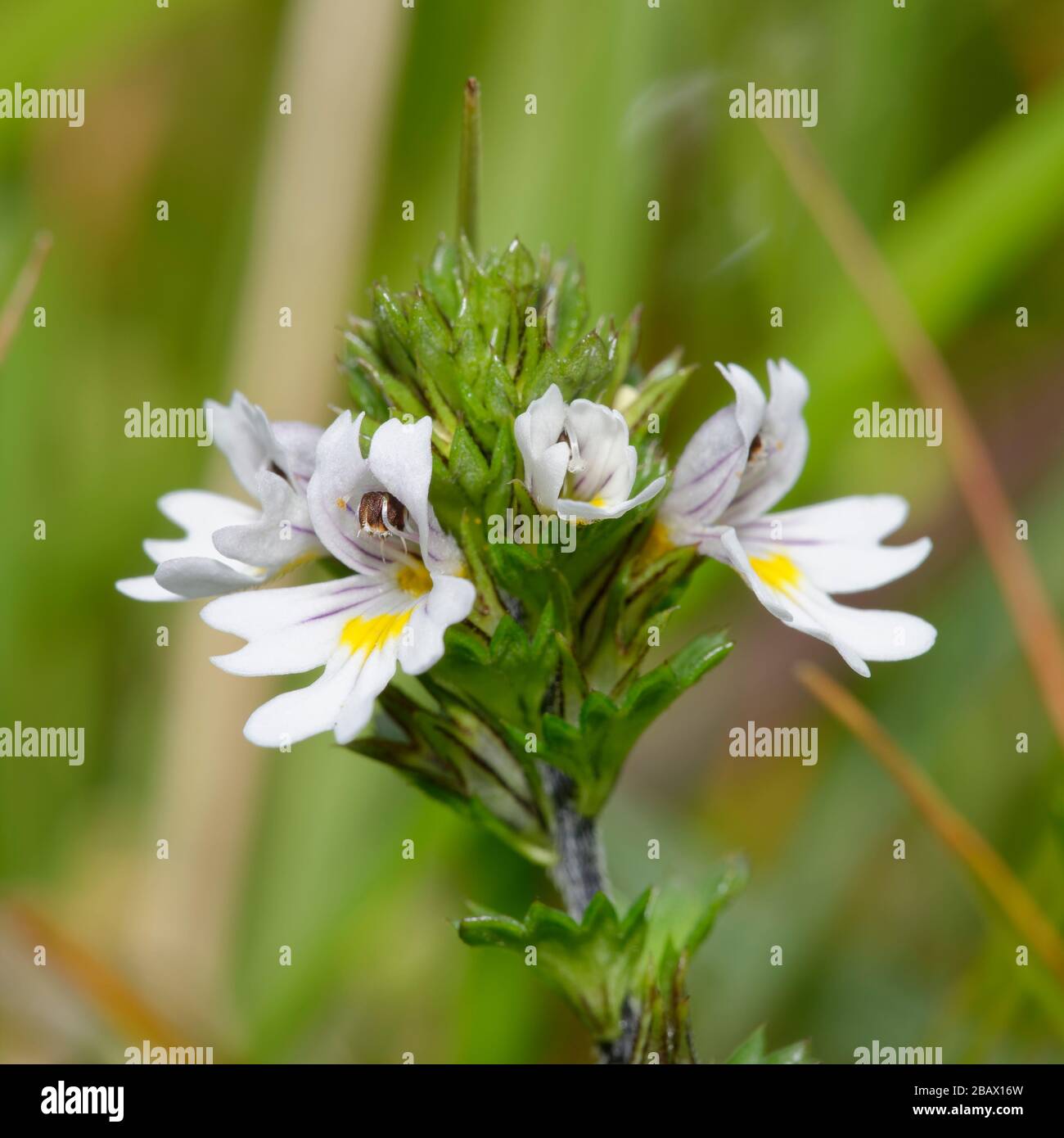 Common Eyebright - Euphrasia nemorosa  Small Grassland wild flower Stock Photo