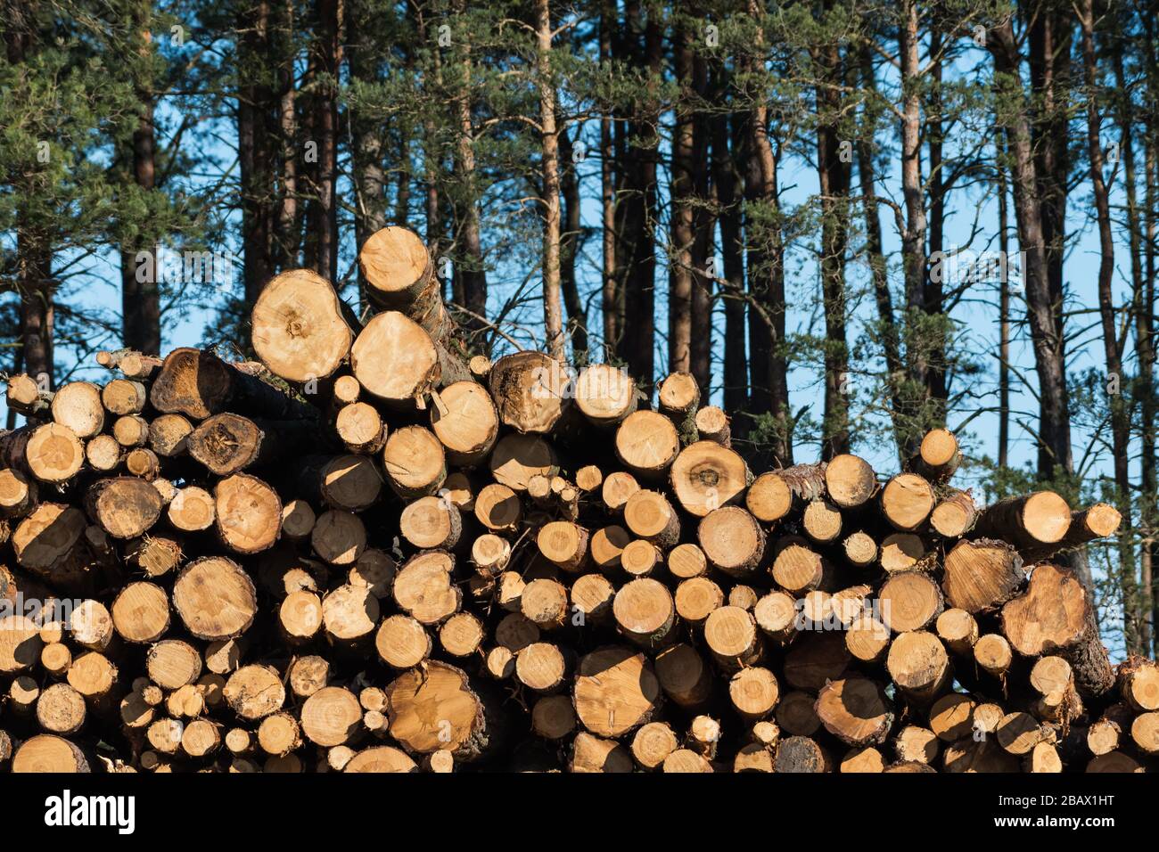 Stacked pulpwood biomass  in a pine tree forest Stock Photo