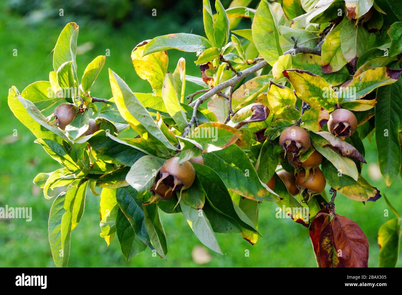 Früchte der Echte Mispel (Mespilus germanica), Rothenburg ob der Tauber, Bayern, Deutschland Stock Photo