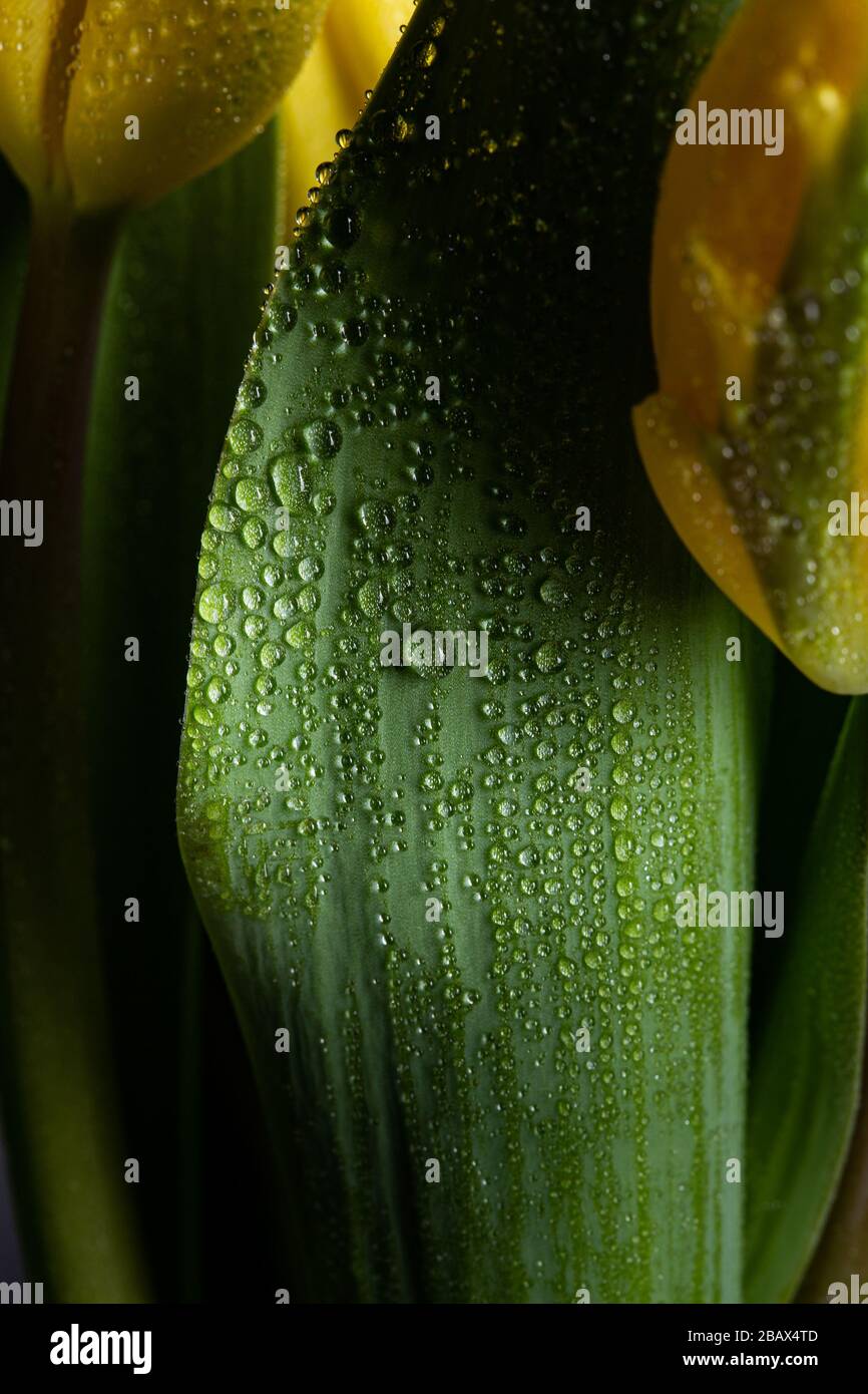 Tiny rain water drops falling on a green leaf Stock Photo
