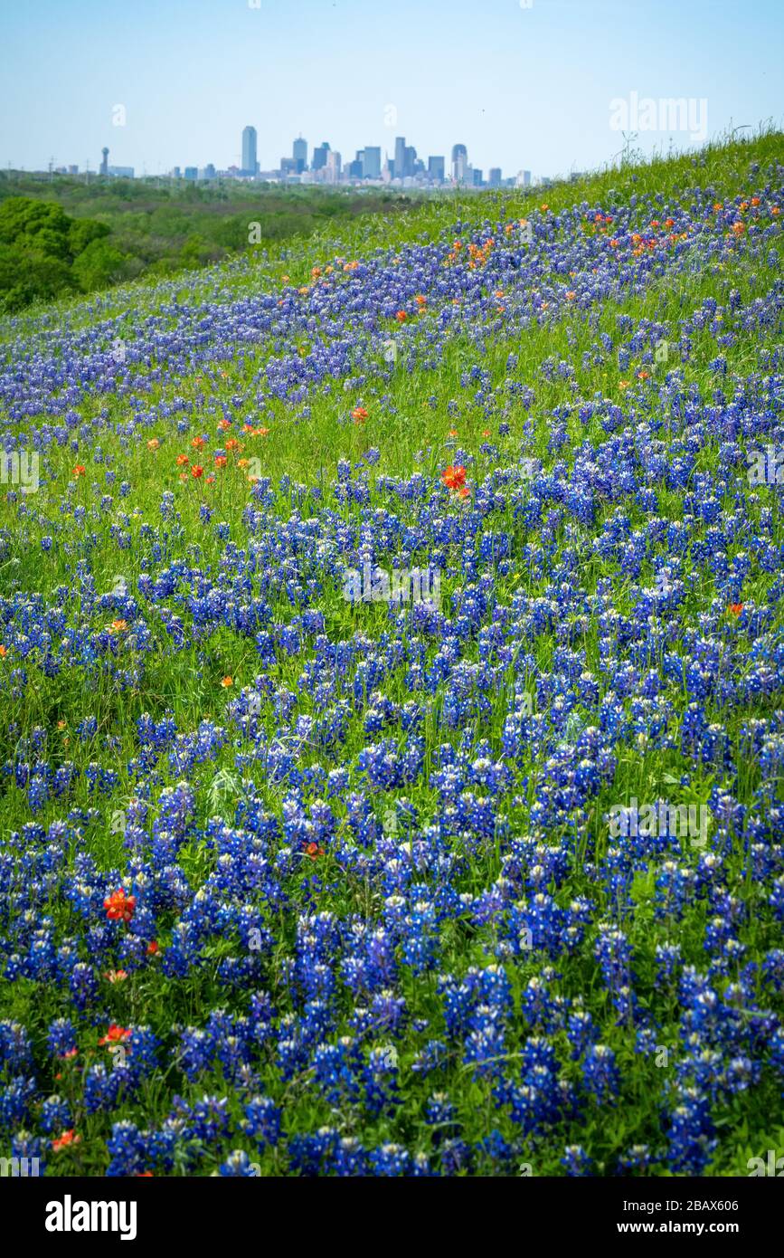 Unique view of the Dallas skyline from a hillside covered in wildflowers blooming during the Spring of 2020 near Dallas, Texas. Stock Photo
