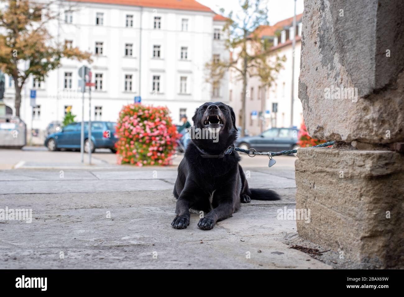 Young Dog waiting at the Gate for his Master, picture taken in Regensburg, Germany Stock Photo