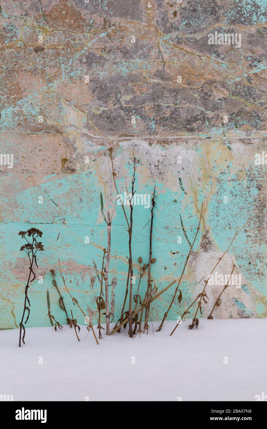 Winter wildflowers, dried and contrasted against a painted and