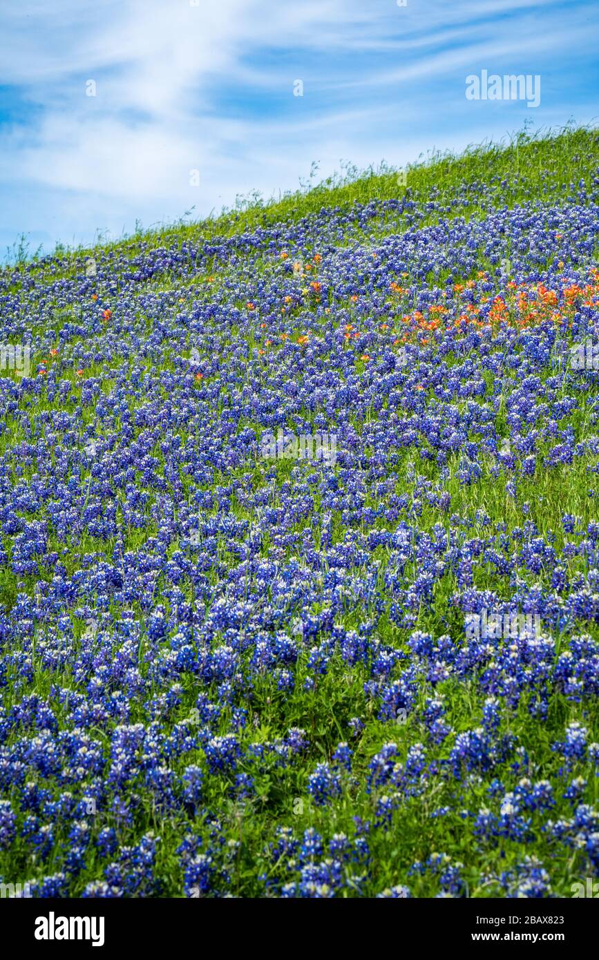 Beautiful view of a hillside covered in wildflowers blooming during the spring of 2020 near Dallas, Texas with a blue sky overhead. Stock Photo