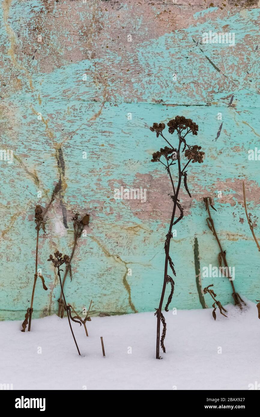 Winter wildflowers, dried and contrasted against a painted and