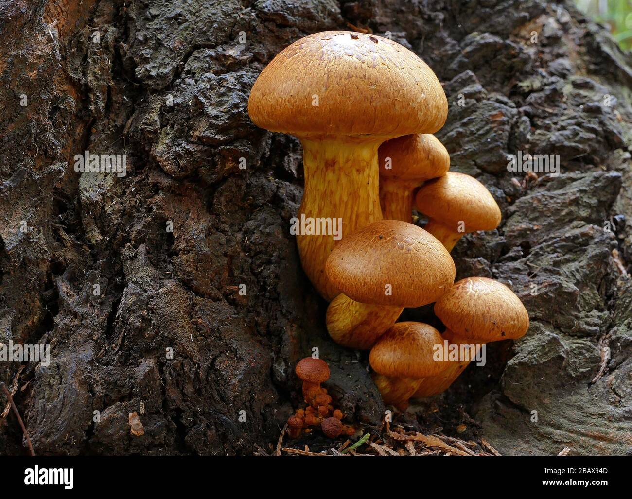 Rings stems hires stock photography and images Alamy